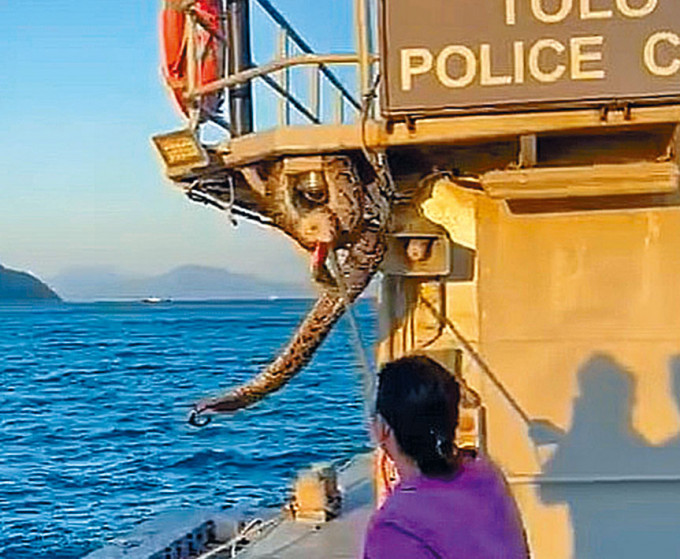 女蛇王在水警躉船上力擒兩米巨蟒。