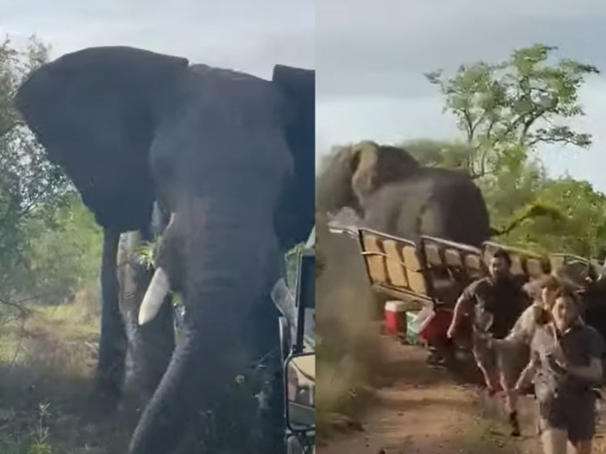 南非一頭雄性大象猛撞觀光車，車上的遊客慌忙逃生。（片段截圖）