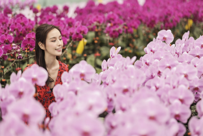 東港城新春花市限定店有5款全新培植的蘭花。