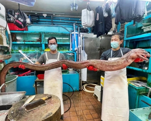 一条长11尺、重20斤的大油𩺬引起热议。「香港街市鱼类海鲜研究社」FB