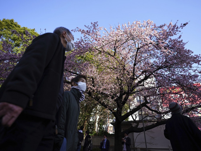 東京多個賞櫻熱點人煙稠密。AP圖片