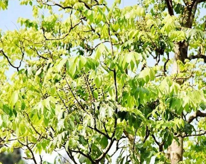 雲南首次發現大規模成片的伯樂樹。網圖