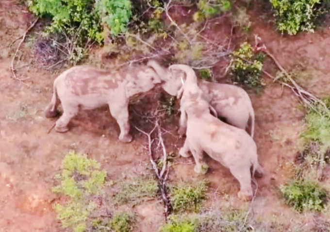 无人机监测到2只母象发生矛盾打闹的珍贵画面。亚洲象搜寻监测队图片