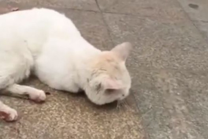 白貓遭攻擊後，不斷哀號，一度無法行走。 網上圖片