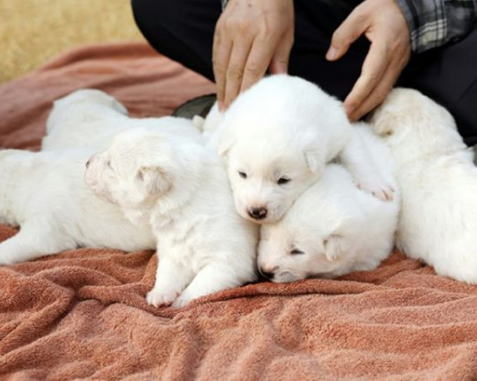 金正恩早先贈予總統文在寅的豐山犬，日前成功誕下6隻幼犬。網圖