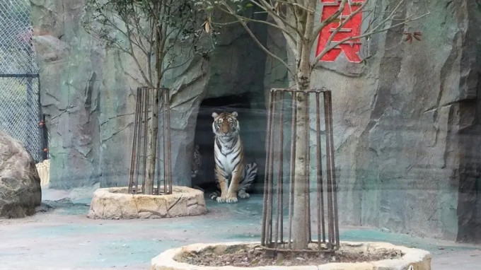 四川宜賓野生動物園的東北虎。