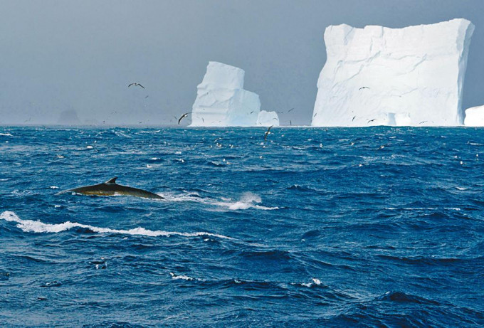 南極洲象島北岸對開海面的長鬚鯨。