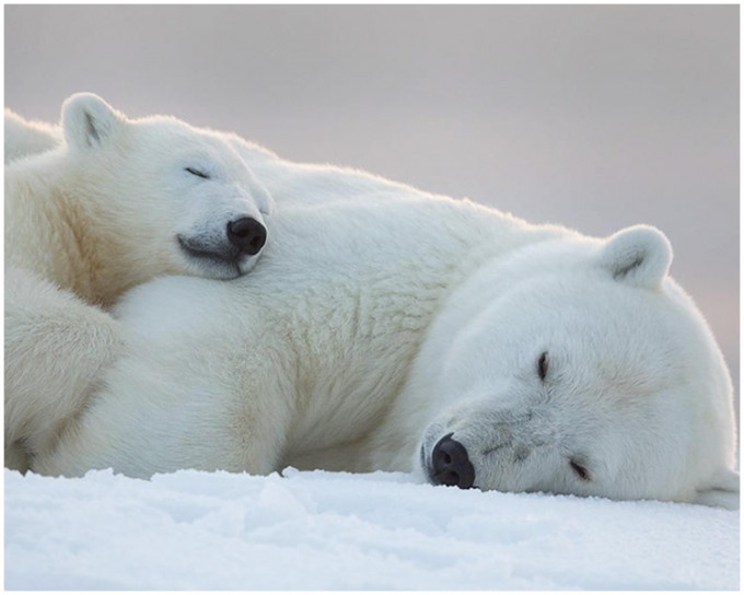科學家指出，這現象代表北極熊找不到海冰棲息，被迫在陸地上尋找食物。網圖