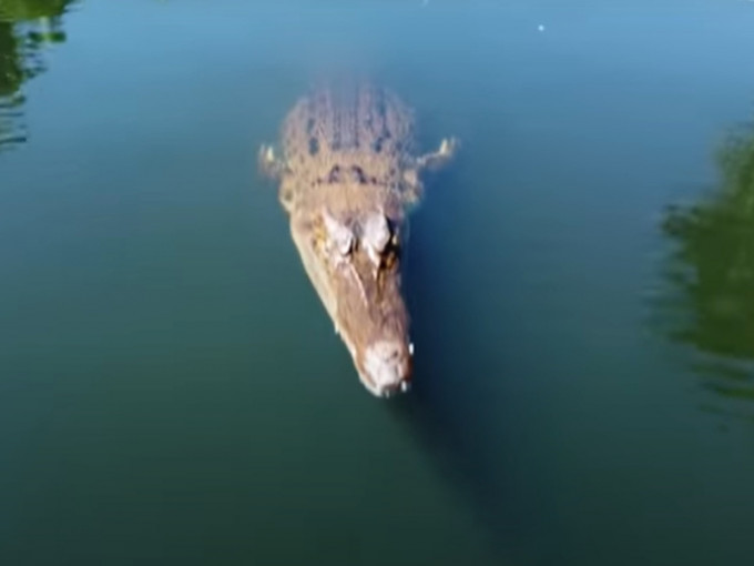 摄影师操控航拍飞近鳄鱼。澳洲广播公司