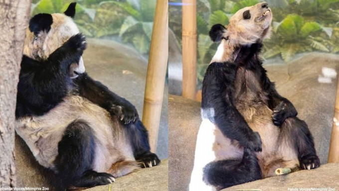 网上流传照片可见大熊猫乐乐和丫丫状况不佳。