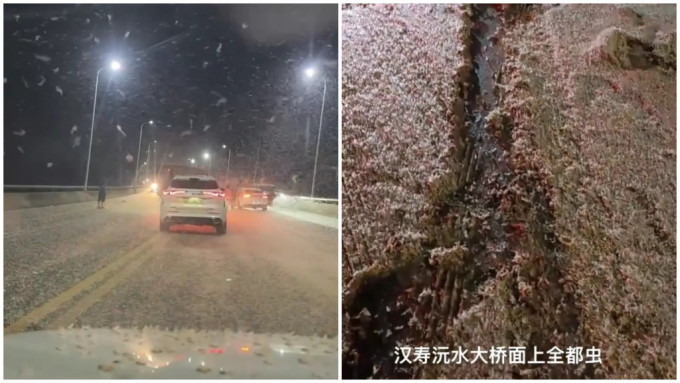 空中如飛雪的蟲子（左），蟲屍如積雪（右）。