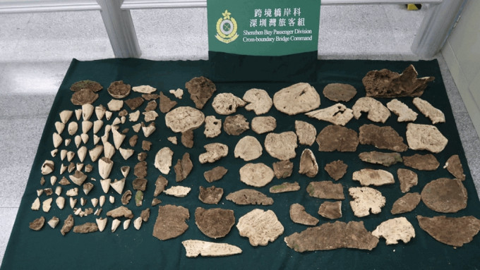 海關人員於3月13日檢獲的懷疑受管制沉香木，共重約9公斤。