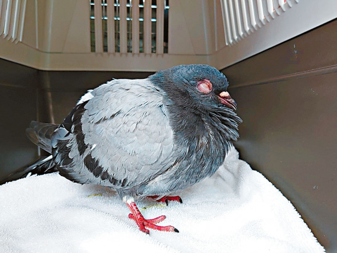 遭人虐打野鴿眼睛受傷，須送往治理。