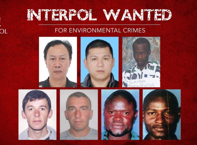 國際刑警通緝7名涉嫌觸犯「環境罪行」的逃犯。國際刑警twitter圖片