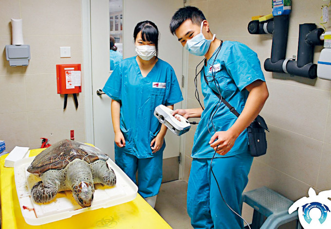 城大海洋動物影像解剖研究組團隊，早前協助漁護署處理兩隻綠海龜屍體。