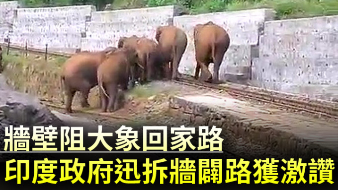 大象沿着铁轨行走，十分危险。互联网图片