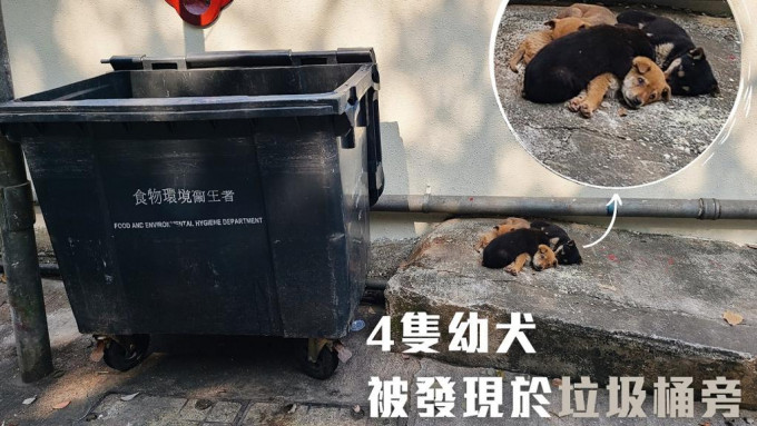 上月4只幼犬被弃垃圾站旁获爱协救治，其中3只康复开始寻家。爱协图片