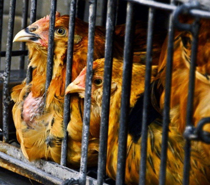 越南金甌省禽肉及禽類產品暫停進口。資料圖片