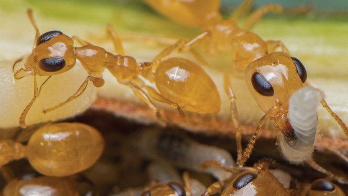 港大生态学家发起全球蚂蚁普查。白书桦图片