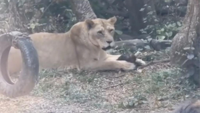 野生獼猴誤墮壽山動物園獸欄，遭母獅吞食下肚。 社會事影音社群