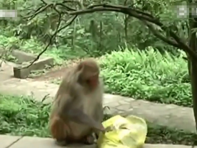 貴州森林公園一群猴子搶遊客手袋，導致袋裡手機被摔壞。 影片截圖