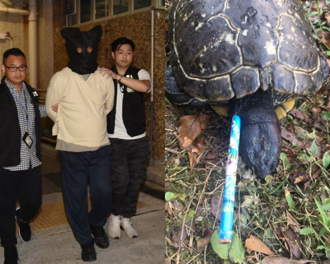 鉛筆插死東區醫院10隻龜，六旬翁被控殘酷對待動物。資料圖片