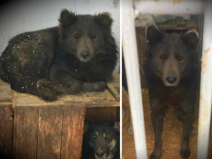 該犬熊現已被帶往動物收容所。（互聯網圖片）