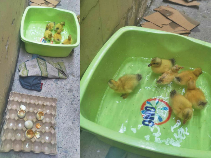 越南天气热到鸭蛋也孵化。网上图片