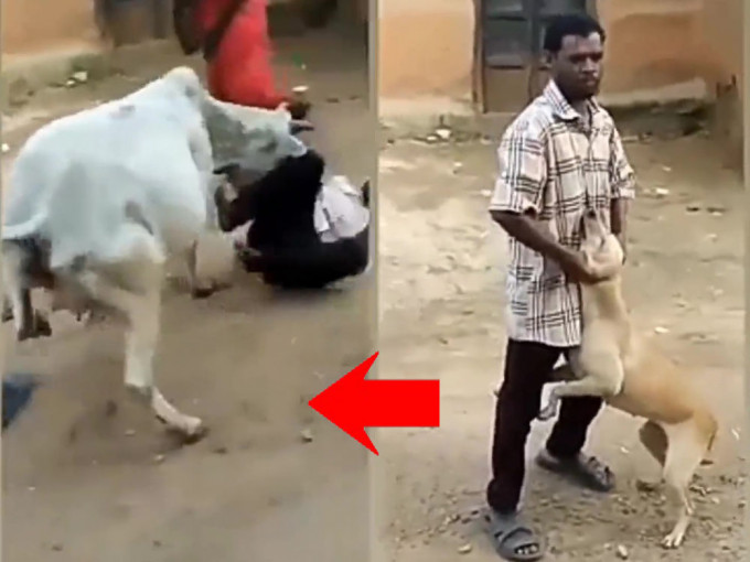 印度男子虐狗遭母牛冲出撞倒。