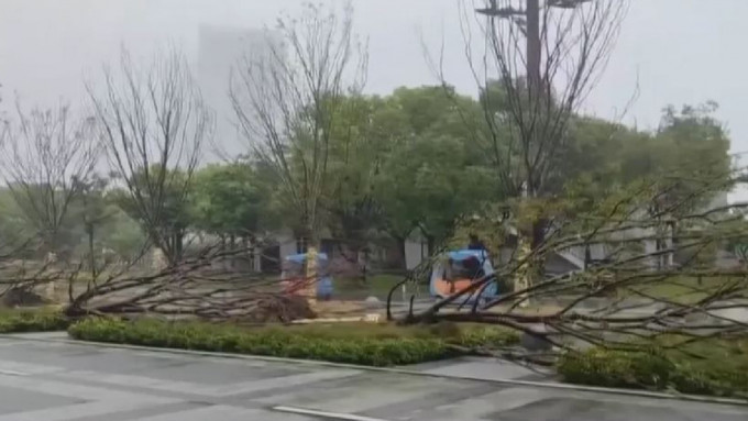 台风「贝碧嘉」登陆上海，街道的整排树木被吹倒。央视