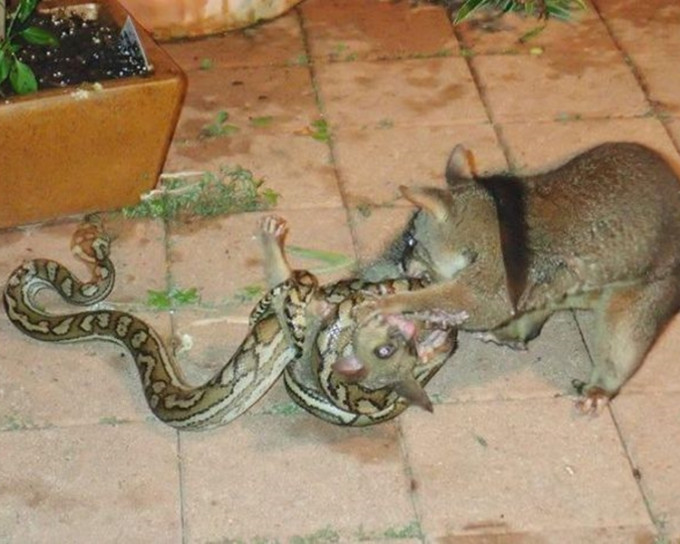 一只蟒蛇正在袭击一只袋貂BB。网图
