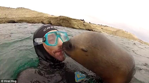 小海獅強吻潛水客。(網圖)