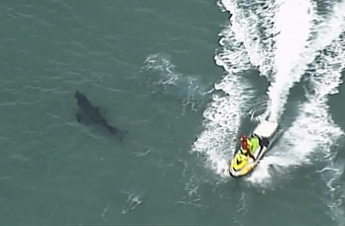 澳州東岸一名男子，滑浪期間遭一條3米長的鯊魚攻擊。圖為攝事鯊魚。AP