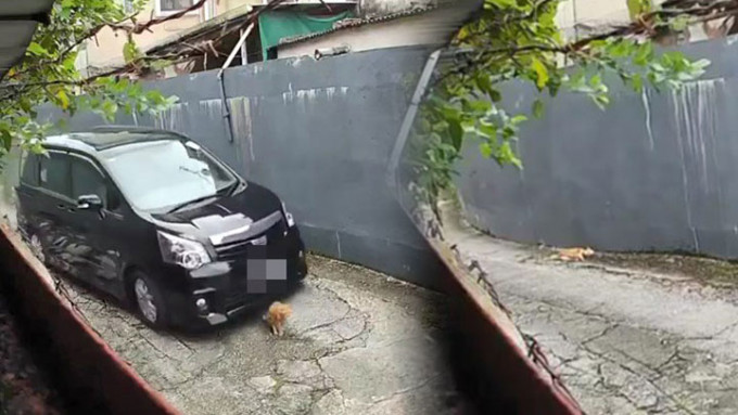 网上流传一条片段，拍到一架七人车撞倒黄猫后不顾而去。网上片段截图
