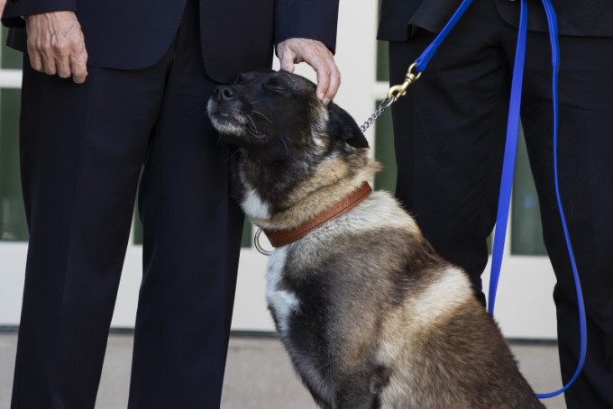 科南是比利時瑪利諾犬，效力美軍4年，參與過50項任務。AP