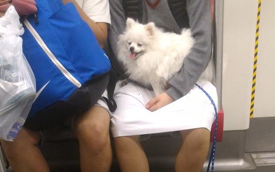 女學生帶狗隻搭港鐵被批評，網民指應包容。香港花生友Facebook群組圖片