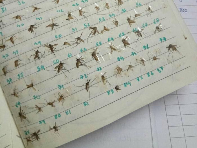 有女網友公開一本黏滿蚊子屍體的筆記簿。（網圖）