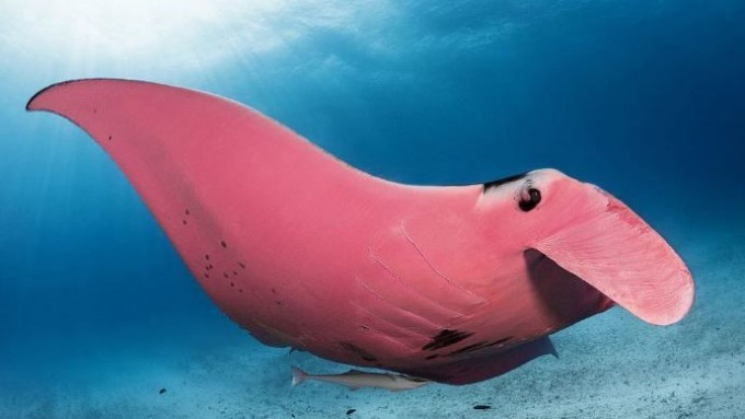 激罕｜澳洲摄影师意外拍到「粉红」魔鬼鱼　专家惊：全球唯一