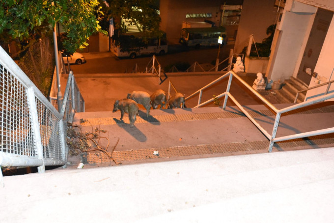 野猪家族疑黄竹坑「搵食」，遇警即逃走。