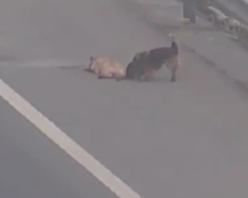 一隻深色毛的狗狗堅持在路上守護已死同伴。網圖