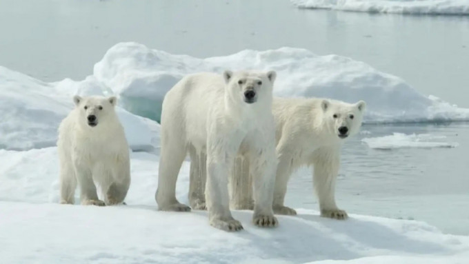 加拿大北极熊正面临生存困难的困境。
