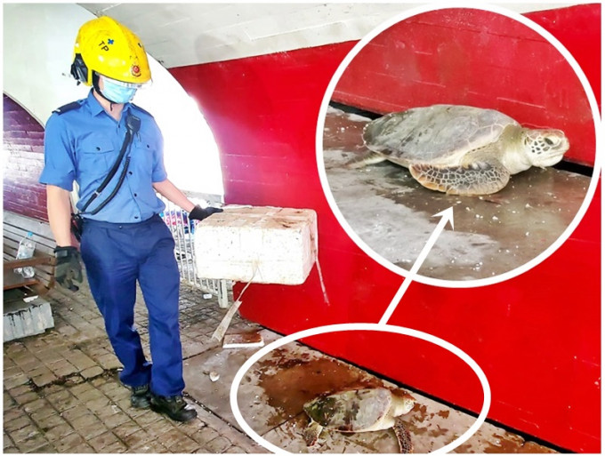 大埔廣福橋發現海龜。