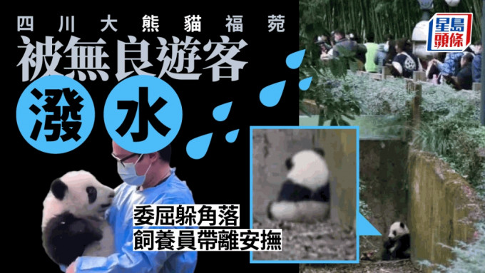 四川大熊貓福菀被遊客潑水後委屈躲角落，飼養員帶離安撫狀態穩定。