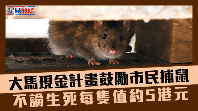 马来西亚野新市推出「老鼠换现金」计画鼓励市民捕鼠以对付鼠患。iStock示意图