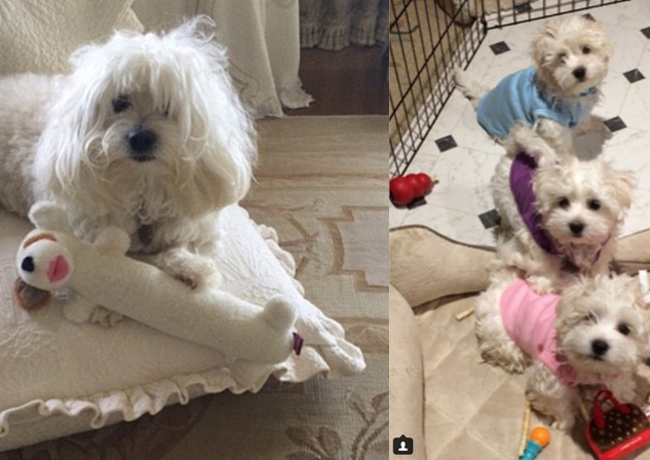 芭芭拉用Samantha(左)的基因复制出两只狗狗(右)，连同另一只领养的狗一同居住。（Barbra Streisand Instagram图片）