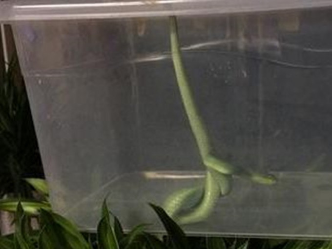 店東後來把這條蛇用棍子挑到塑料盒子裡。圖：騰訊