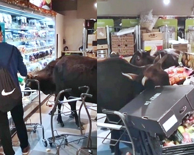 三只黄牛正在超市水果部觅食。网民Elsa Wong影片截图。