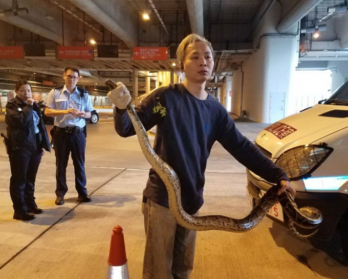 蛇王将该条两米长蟒蛇手到擒来装入袋中带走。