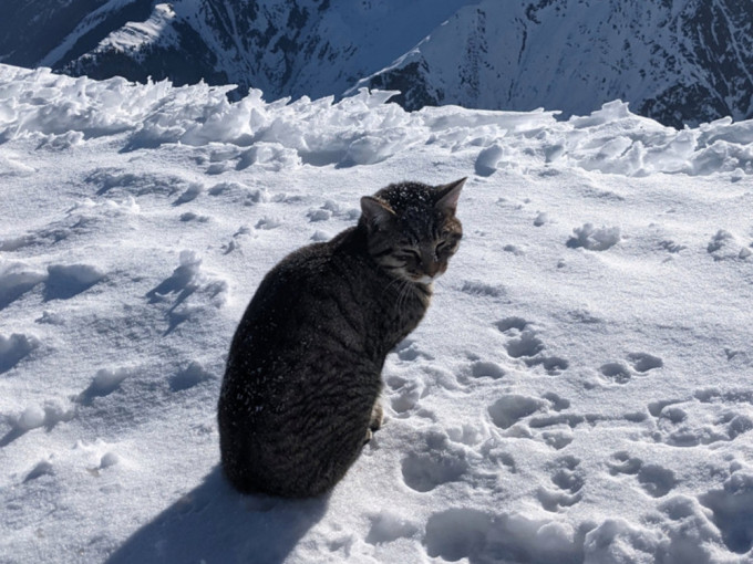 小猫已失踨4日，而且已跟随过不同的登山客，3度登上海拔3073米的布里斯滕山（Britsen）。Cyril Rohrer Instagram图片