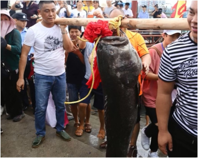 「魚王」需由兩名壯漢合力才能扛起。